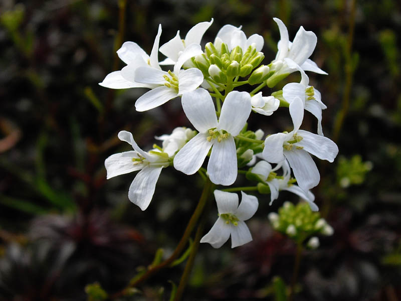 Arabis ferdinandi-coburgii